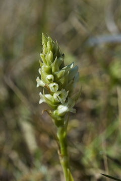 Image of hooded lady's tresses