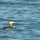 Image of Crested Grebes