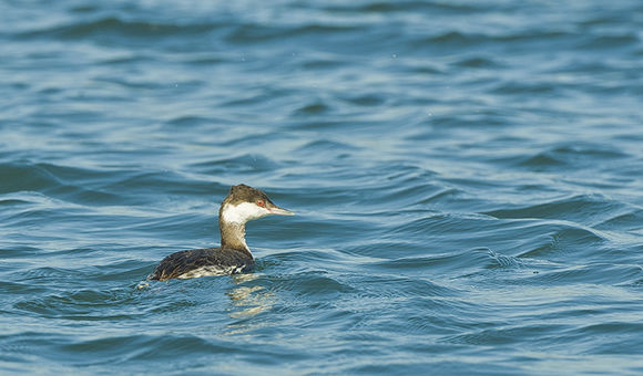 Image of Horned Grebe