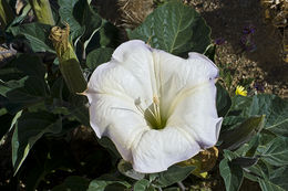 Imagem de Datura wrightii Hort. ex Regel