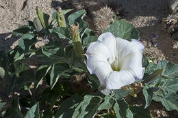 Imagem de Datura wrightii Hort. ex Regel