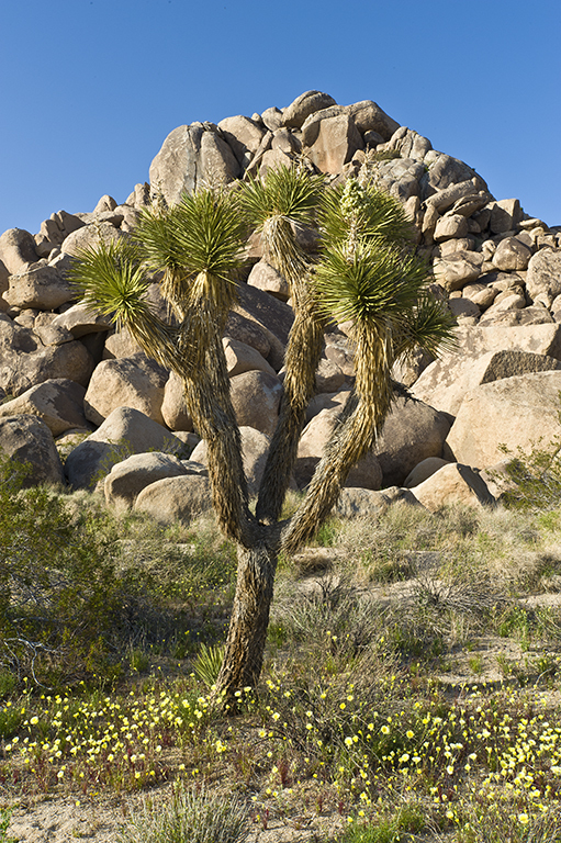 Слика од Yucca brevifolia Engelm.