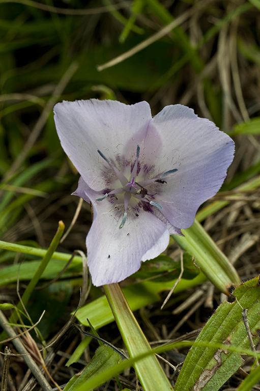 Calochortus uniflorus Hook. & Arn. resmi