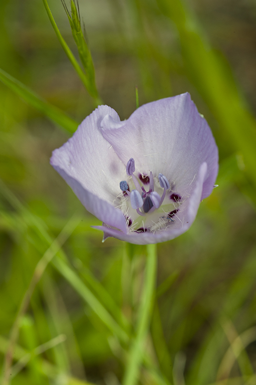 Calochortus uniflorus Hook. & Arn. resmi