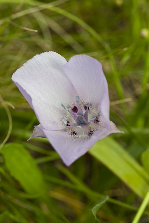 Calochortus uniflorus Hook. & Arn. resmi