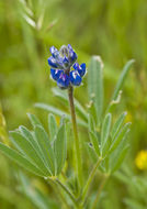 Image de Lupinus bicolor Lindl.