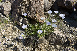 Слика од Xylorhiza tortifolia (Torr. & A. Gray) Greene