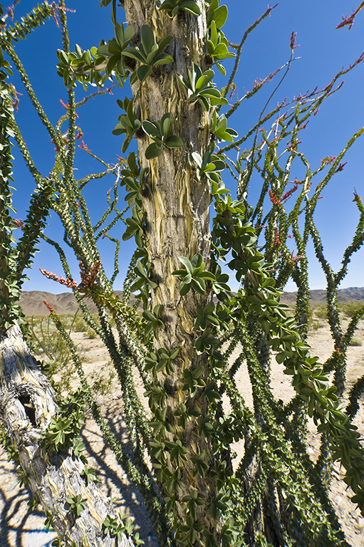 Image of ocotillo