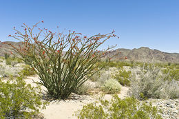 Image of ocotillo