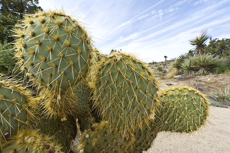 Image of Dollar-joint Prickly-pear