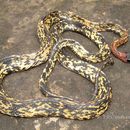 Image of Diadem Snake