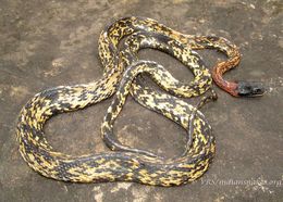 Image of Diadem Snake