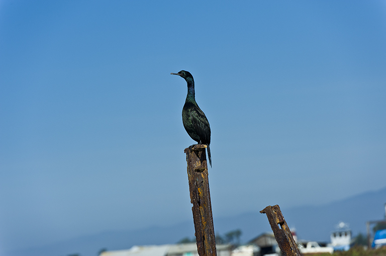 Image of Baird's cormorant