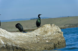 Phalacrocorax pelagicus Pallas 1811 resmi