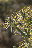 Imagem de Cylindropuntia ramosissima (Engelm.) F. M. Knuth