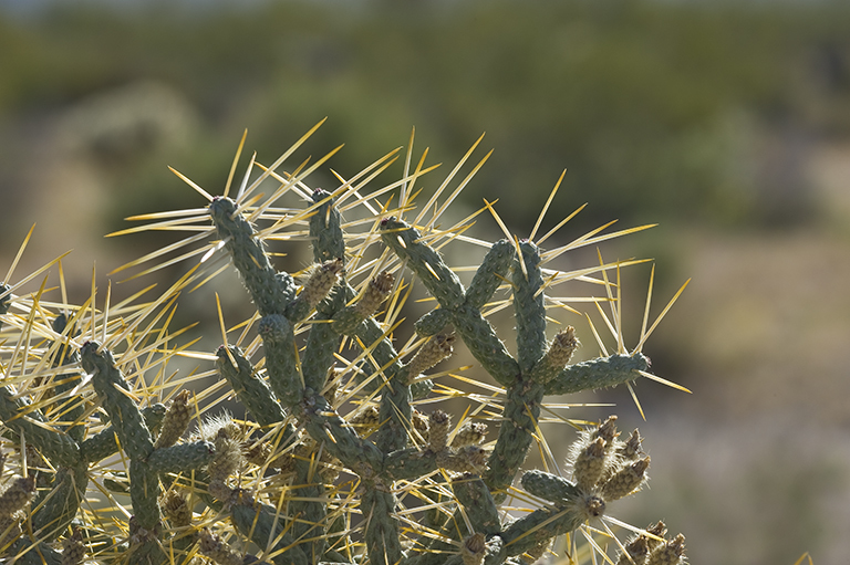 Imagem de Cylindropuntia ramosissima (Engelm.) F. M. Knuth