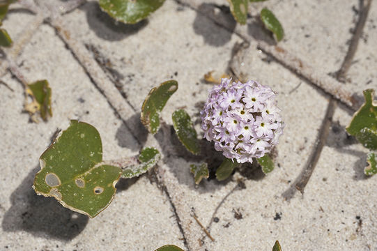 Image of pink sand verbena