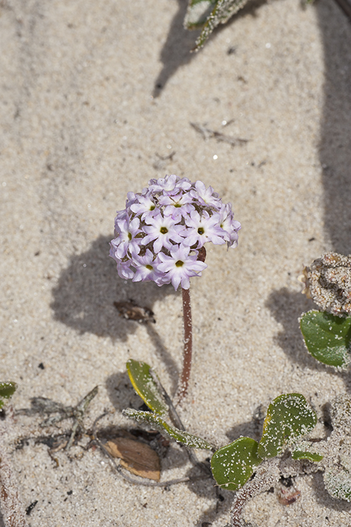 Image of pink sand verbena