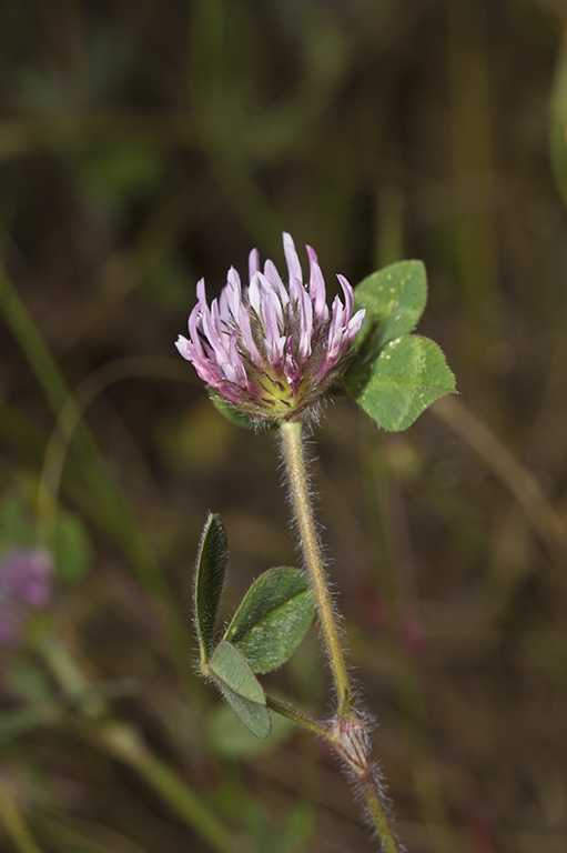 Image of Red Clover