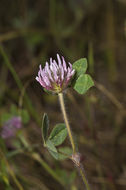 Image of Red Clover