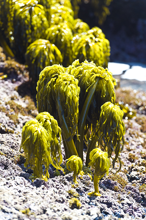 Image of Postelsia palmaeformis