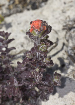 Слика од Castilleja latifolia Hook. & Arn.