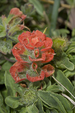 Слика од Castilleja latifolia Hook. & Arn.