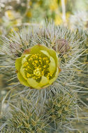 Image of Wiggins' cholla