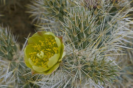 Image of Wiggins' cholla