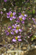 Image of California fagonbush