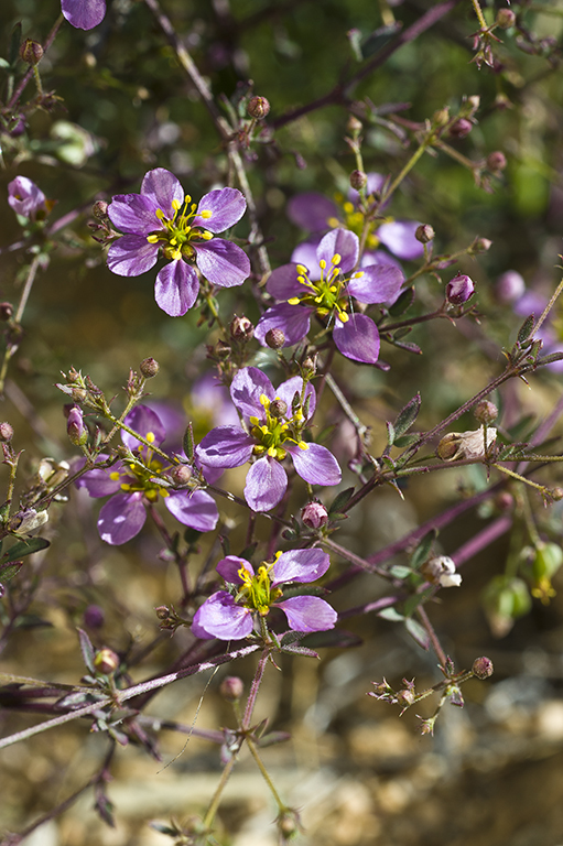 Image of California fagonbush