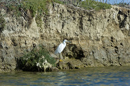 Image de Aigrette neigeuse