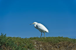 Image de Aigrette neigeuse