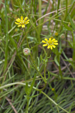 Image of baker's stickyseed