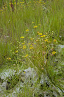 Plancia ëd Blennosperma bakeri C. B. Heiser