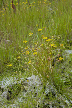 Plancia ëd Blennosperma bakeri C. B. Heiser