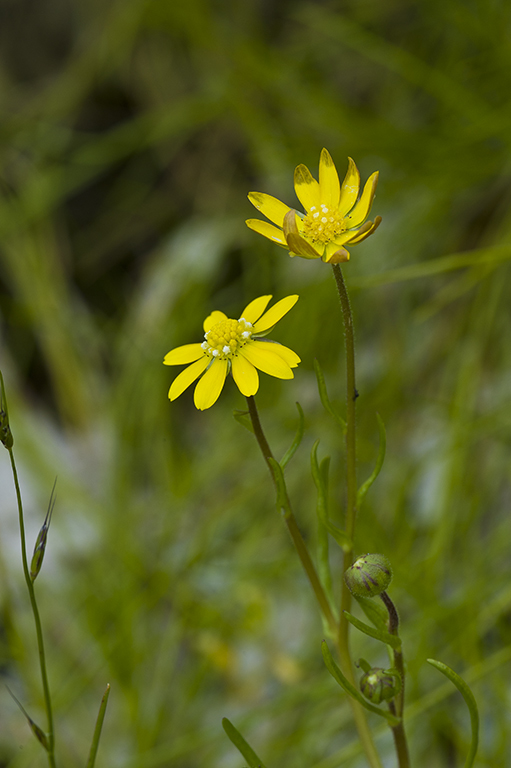 Image of baker's stickyseed