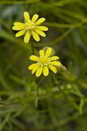 Plancia ëd Blennosperma bakeri C. B. Heiser