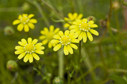 Image of baker's stickyseed