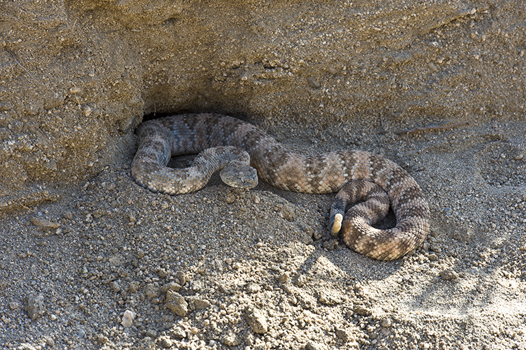 صورة Crotalus mitchellii (Cope 1861)