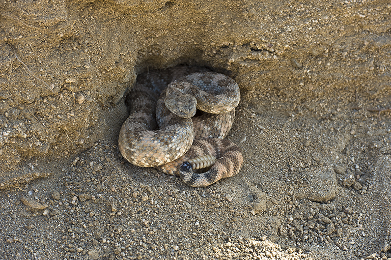 صورة Crotalus mitchellii (Cope 1861)