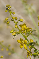 Image of desertsenna