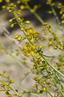 Image of desertsenna