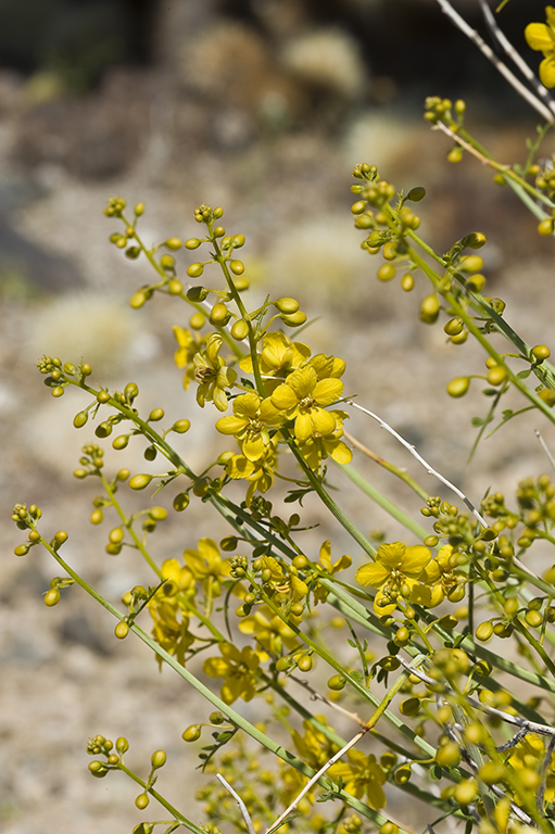 Image of desertsenna