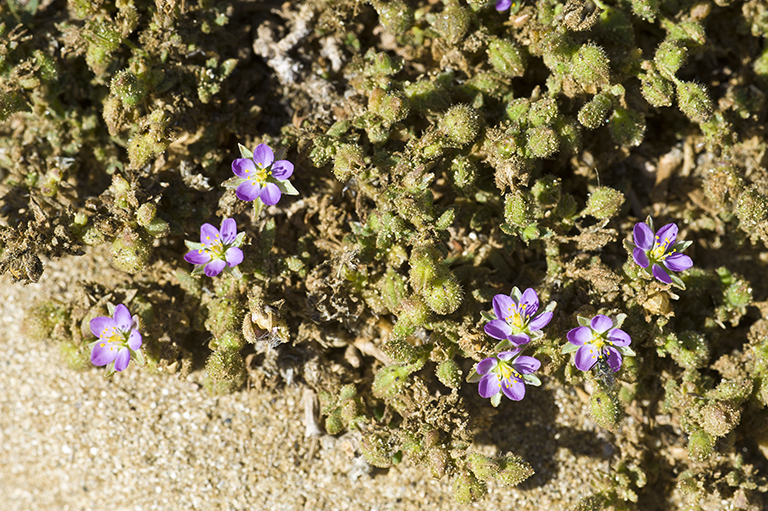 Image de Spergularia macrotheca (Hornem. ex Cham. & Schltdl.) Heynh.