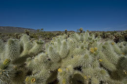 Image of teddybear cholla