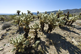 Image of teddybear cholla