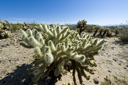 Image of teddybear cholla