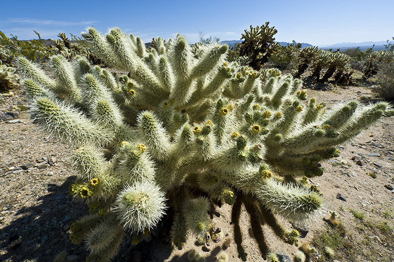 Image of teddybear cholla