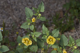 Image of yellow nightshade groundcherry